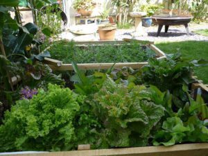 Garden vegetables are nutritious and delicious